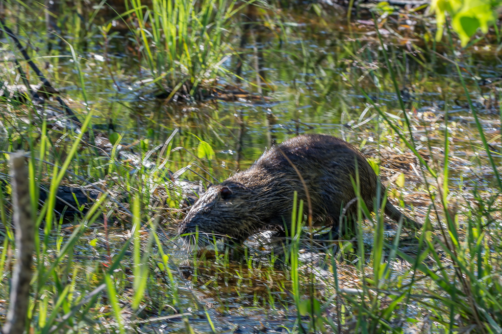 Nutria is very large rodent that looks like a beaver with a rat-like tail is destroying coastal Louisiana, chomping its way through the state's wetland vegetation and removing the plants and grasses that are critical to preventing these marshes from turning into open water.