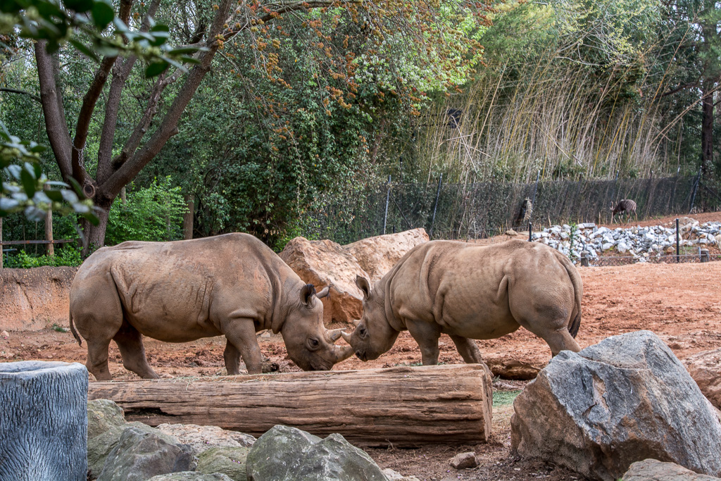 Blacvk Rhinoceros