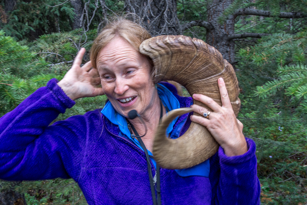 Our tour guide jokingly seeing whether she could hear the ocean in a big horn sheep horn.