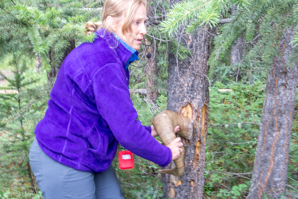 Tour guide showing how the big horn sheep rub the tree.