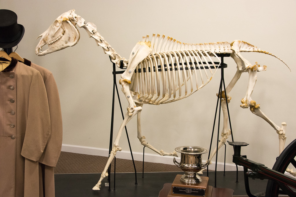 Actual horse skeleton.