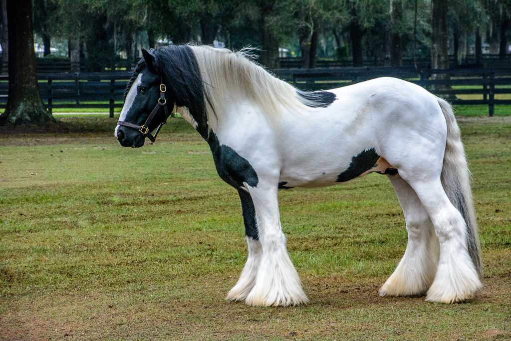 The Gypsy Vanner Horse is a breed developed for pulling gypsy caravan wagons.