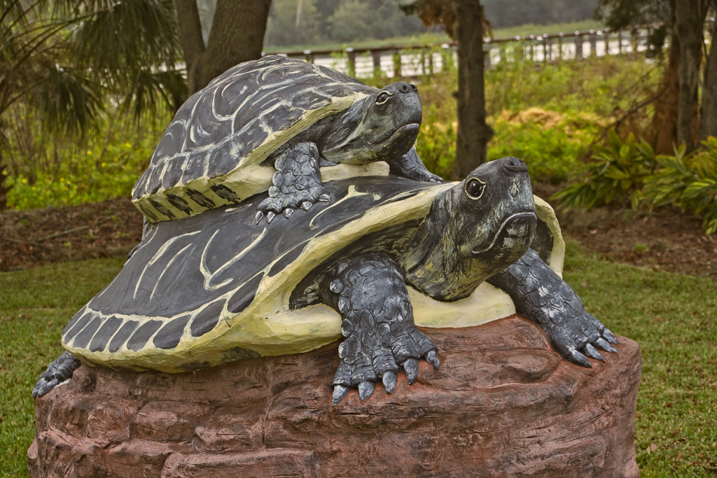 Cooter park is named after the resident cooter turtle