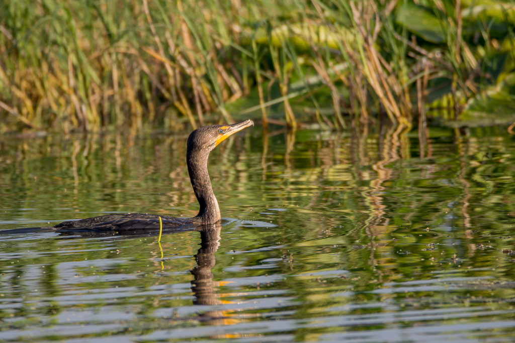 Double-crested Comorant