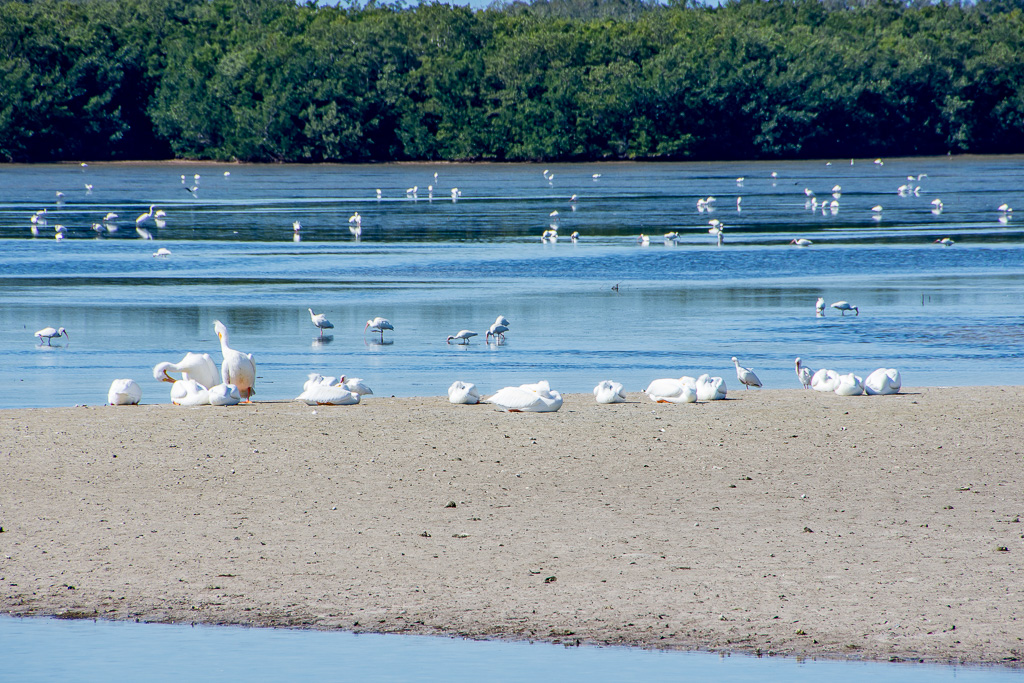 Ibis, white pelicans, great egrets