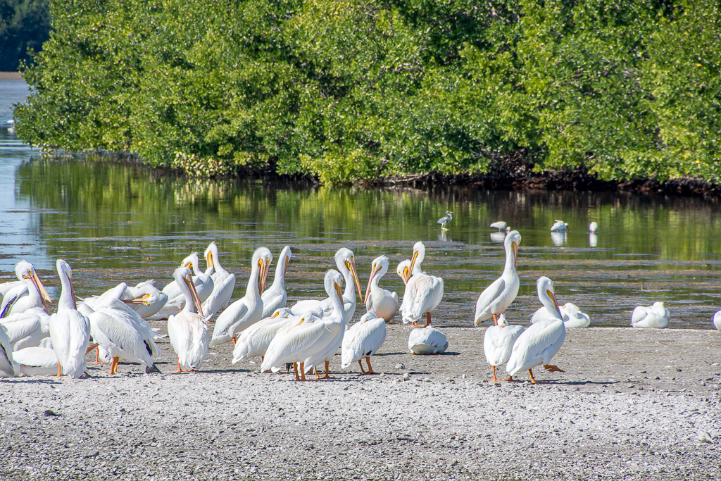 Great White Pelicans