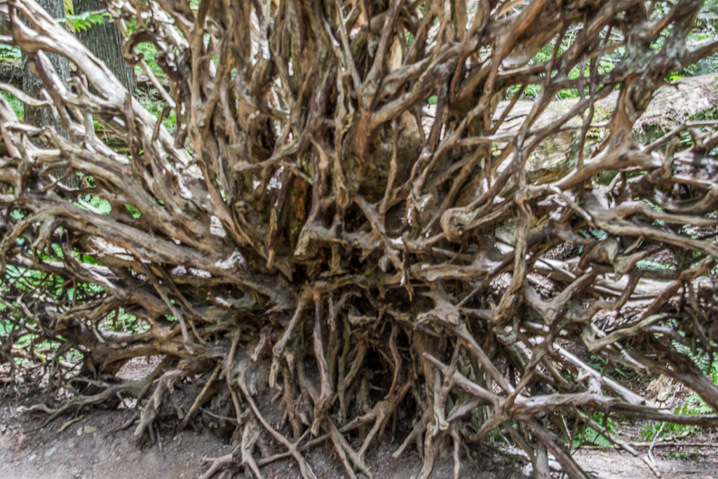 Tree Roots from fallen tree with dirt washed away