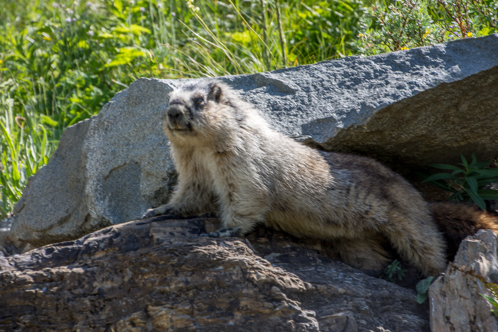 Marmots typically live in burrows (often within rockpiles), and hibernate there through the winter. Most marmots are highly social and use loud whistles to communicate with one another, especially when alarmed.