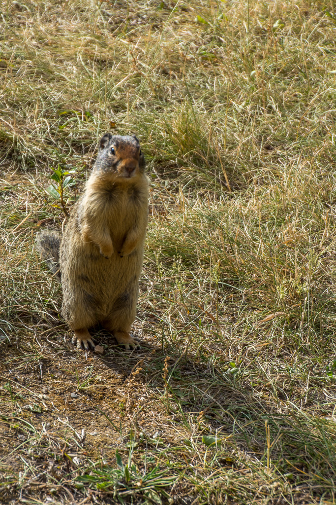 A Columbian Ground Squirrel wishing us bon voyage.