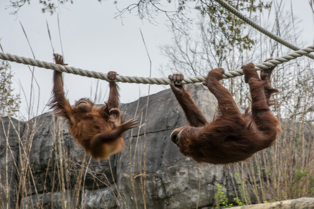 Bornean Orangutan