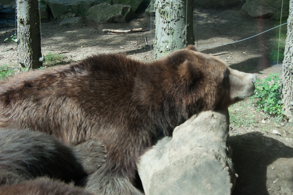 Grizzley Bear
