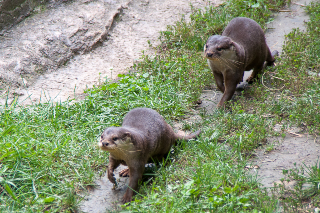 Asian Small-clawed Otter