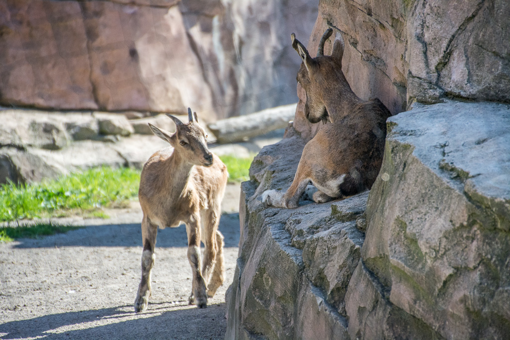 Markhor are the largest goats. In the Persion language, markhor means "snake eater" a puzzle since the harkhor is a vegetarian.