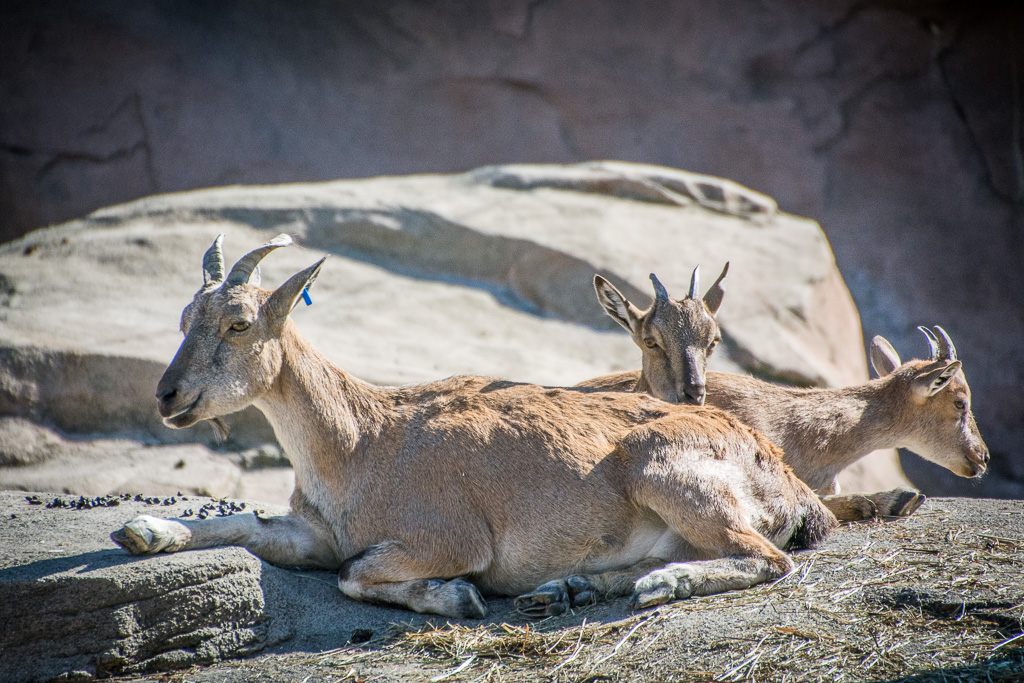 Markhor are the largest goats. In the Persion language, markhor means "snake eater" a puzzle since the harkhor is a vegetarian.