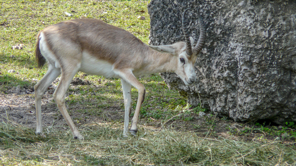 Goitered Gazelle