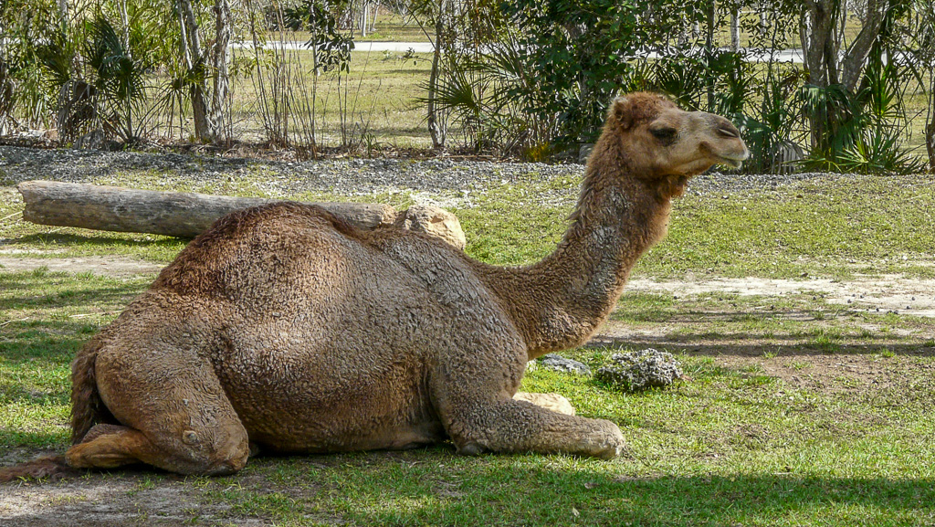 Dromedary Camel